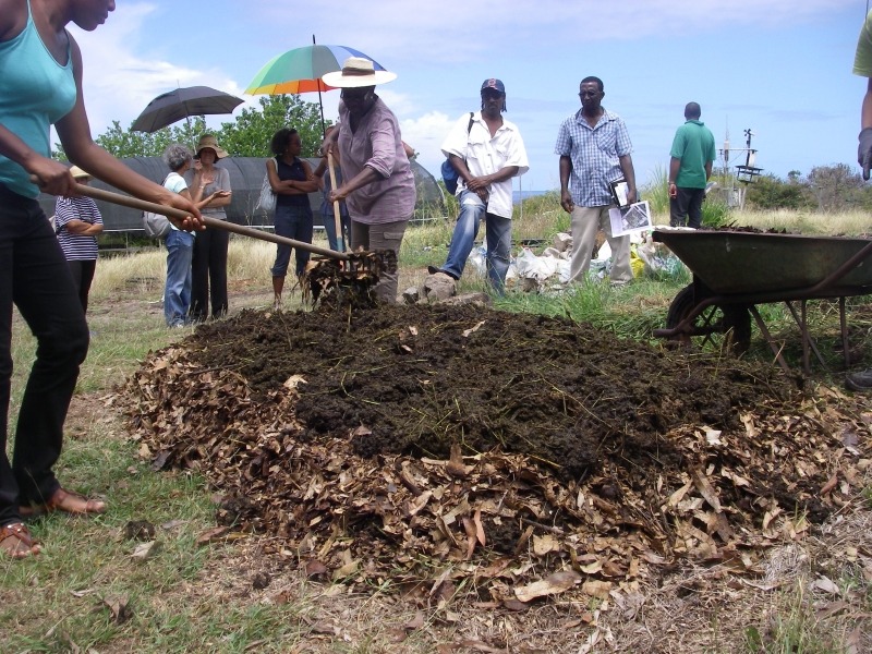 Atelier de démonstration sur le compostage en lasagne sur un jardin potager en Guadeloupe. Ingrédients : fumier de cabri et feuilles d&rsquo;Acacia. Hmm ! Organisé par l&rsquo;association AssoFWI et INRAE.