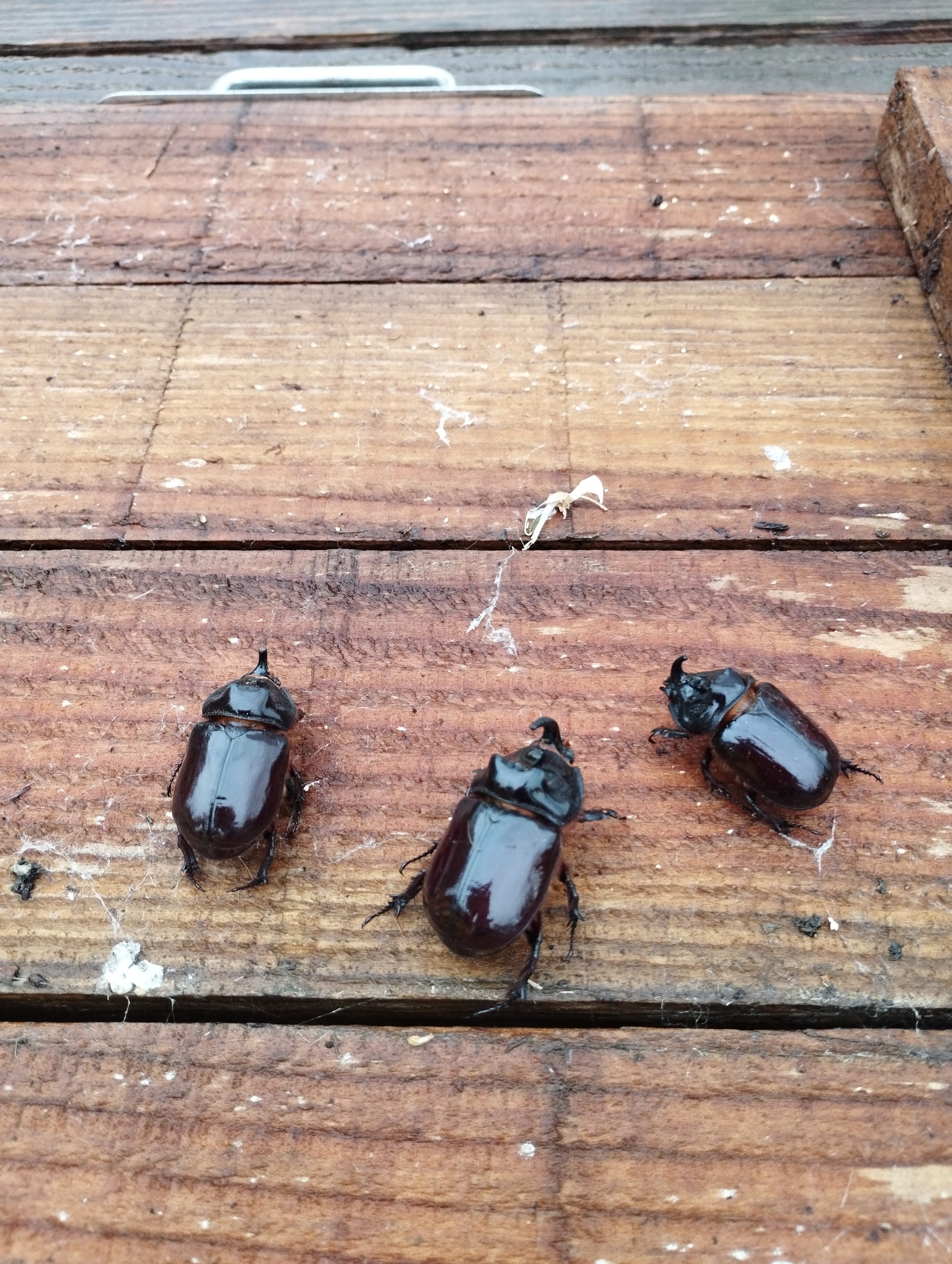 Les habitants du composteur