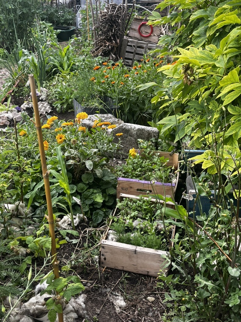🌿 Visite guidée au Jardin Capharnaüm