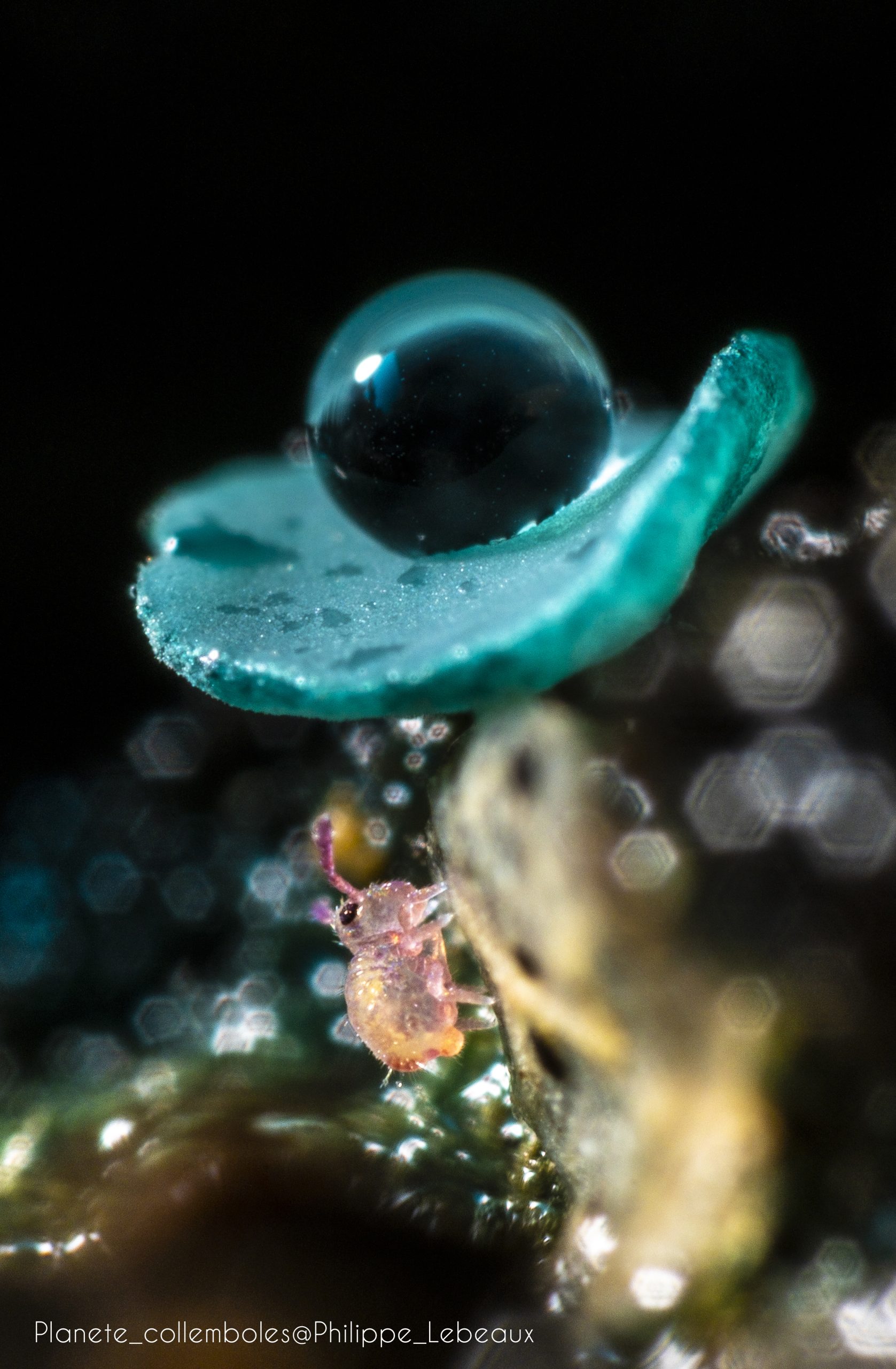 Planète Collembole, la vie secrète des sols