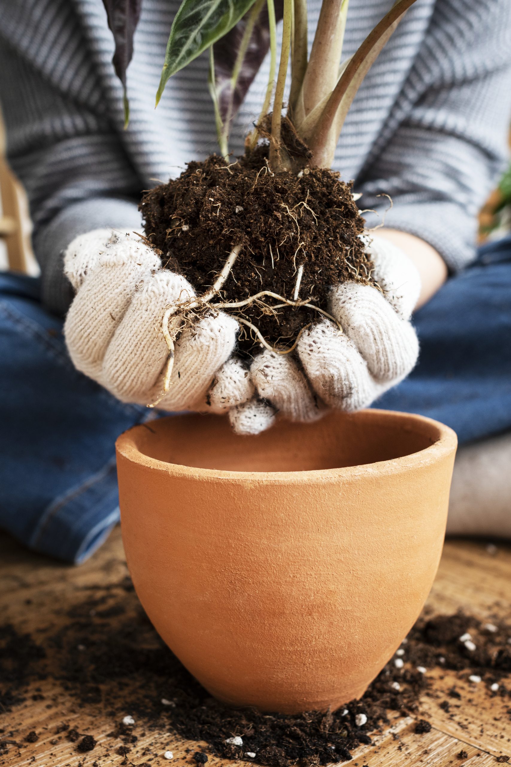 Atelier Rempotage des plantes