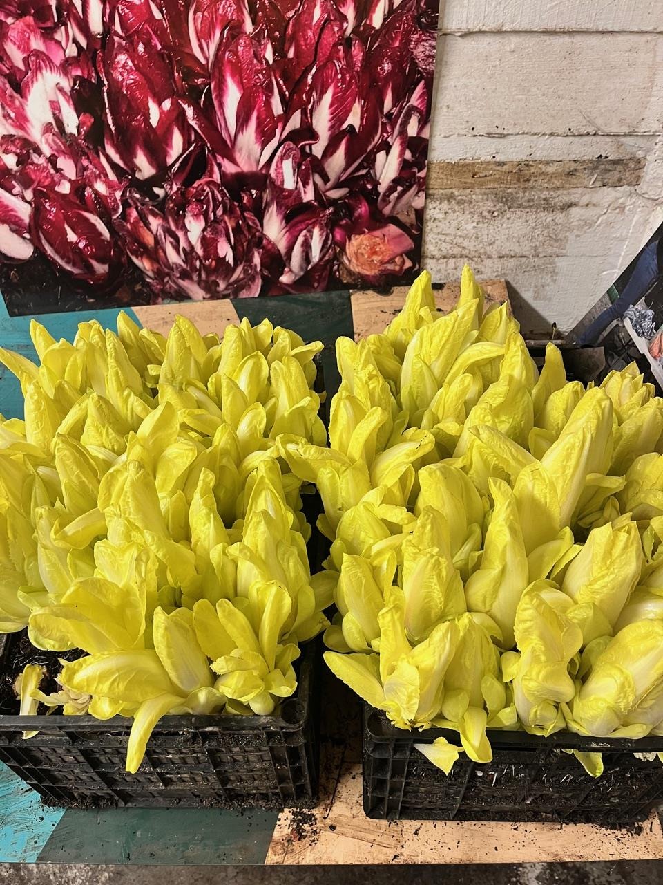 🌱 Ateliers plantation et récolte d’endives